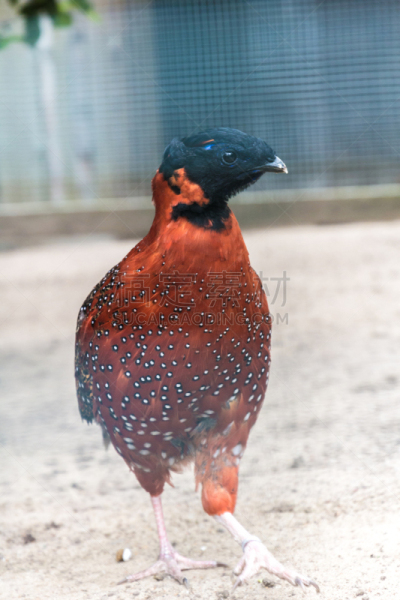 雉,tragopan,正面视角,充满的,垂直画幅,热带鸟,美,无人,红胸角雉,红腹角雉