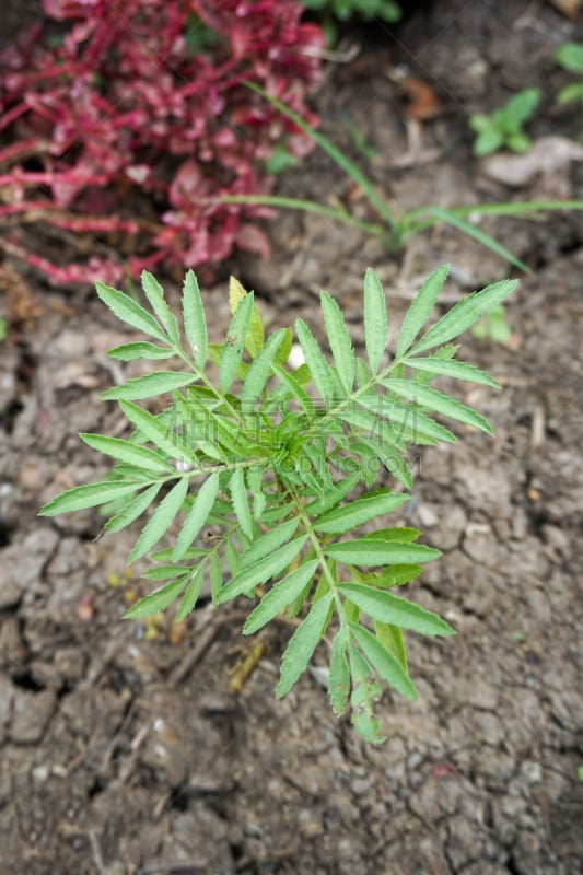 非洲万寿菊,植物,自然,垂直画幅,美,绿色,枝繁叶茂,无人,泥土,户外