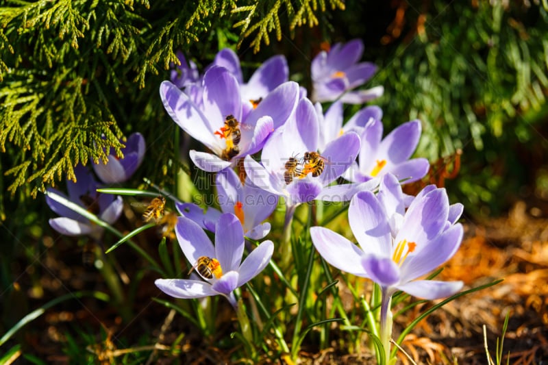 花粉,蜜蜂,工蜂,甜味剂,饰品花,金花菊,番红花属,养蜂,彩色图片,效率