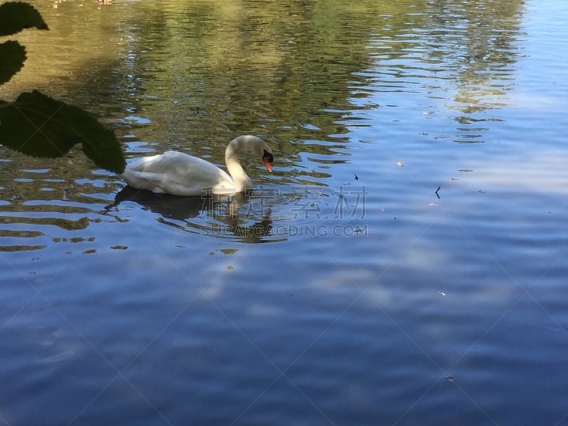 柏树,树桩,树林鸭,水,朱鹭,沼泽,湖,草,天鹅,藓沼