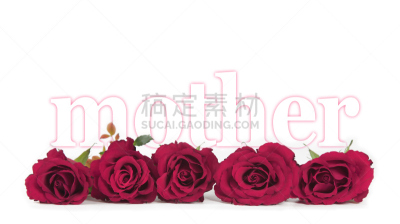 玫瑰,母亲节,白色背景,超级妈妈,告示牌,留白,水平画幅,生日,干净,开着的