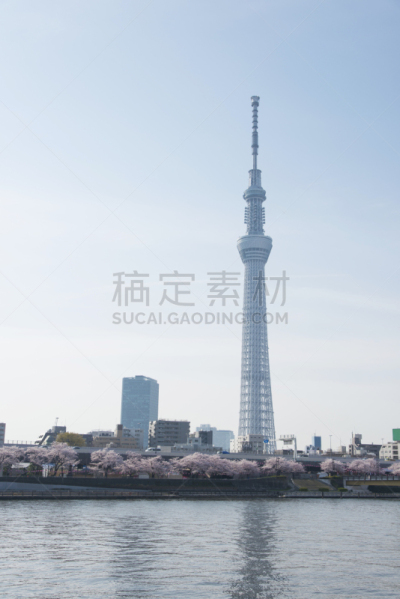 东京天空树,日本,樱桃树,泉,river sumida,浅草,电磁的,观测点,垂直画幅,天空