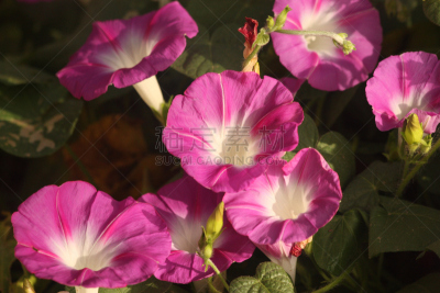 牵牛花,早晨,紫色,轻的,圆叶牵牛,自然,美国,水平画幅,无人,植物