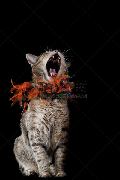 宠物项圈,猫,橙色,黑色,垂直画幅,疲劳的,嚎叫,坐,庆祝