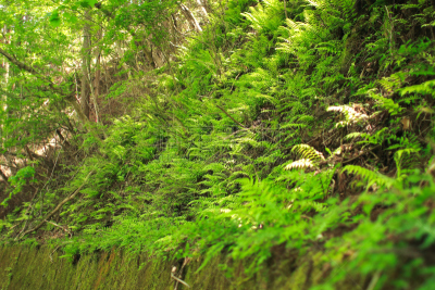 苔藓,相模原,挡土墙,神奈川县,生态多样性,水,美,公园,水平画幅,枝繁叶茂