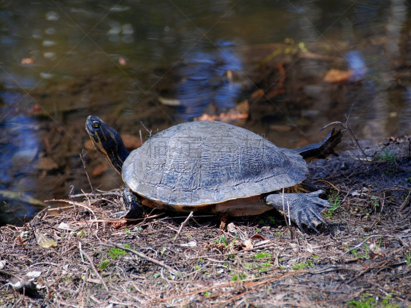 painted turtle,池塘,湖,海龟,野生动物,水平画幅,无人,摄影