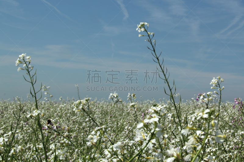 鲜花盛开,油菜花,天空,水平画幅,无人,夏天,农作物,白色,田地