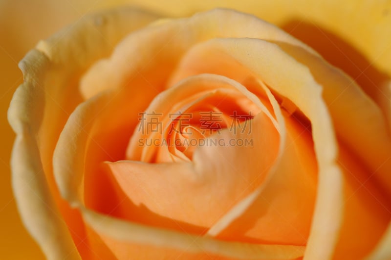 Orange Rose