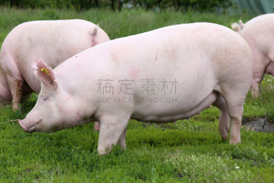 草地,大母猪,家猪,绿色,清新,草,水平画幅,小鸽河,夏天,户外
