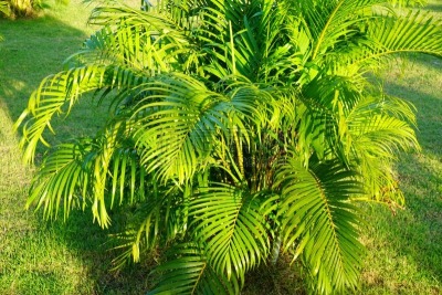棕榈树,自然美,唇膏,美,水平画幅,枝繁叶茂,金棕榈,无人,园艺,户外