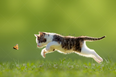 小猫,蝴蝶,招财猫,动物主题,猫,小狗,可爱的,宠物,春天,动物