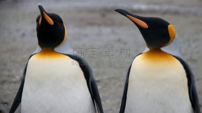 帝企鹅,索尔兹伯里原野,水,企鹅,巴塔哥尼亚,野外动物,圣安德鲁斯海湾,索尔兹伯里,索尔斯堡,白色