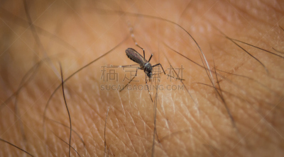 最后,膳食,水平画幅,吸血动物,无人,动物身体部位,虫咬,特写,害虫