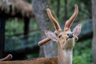 brow-antlered deer,动物头,母鹿,鹿角,自然,褐色,毛皮,人的头部,水平画幅,可爱的