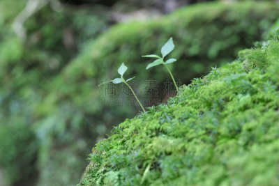 苔藓,自然,九州,水平画幅,绿色,地形,无人,日本,屋久岛,材料