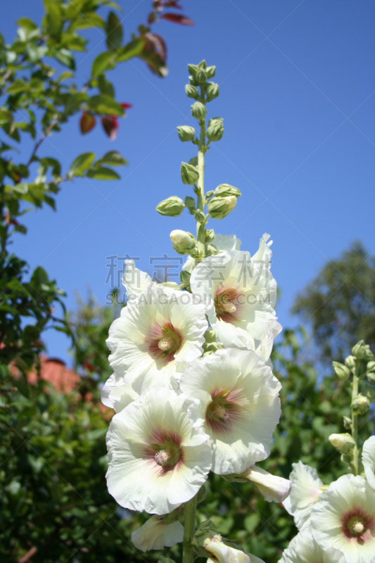 草芙蓉,蜀葵,蔷薇属,垂直画幅,绿色,雄蕊,无人,蓝色,户外