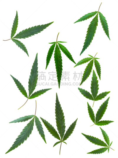 叶子,分离着色,在上面,白色背景,刀刃草,中医,处方药,药物滥用,禁止的,垂直画幅