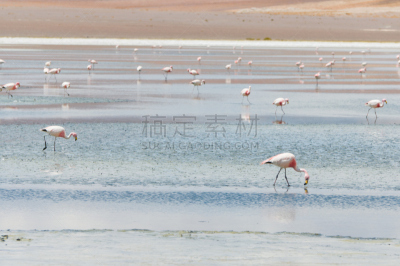 火烈鸟,洛利皮兹山脉,波托西地区,水,美,水平画幅,无人,鸟类,动物学,动物习性