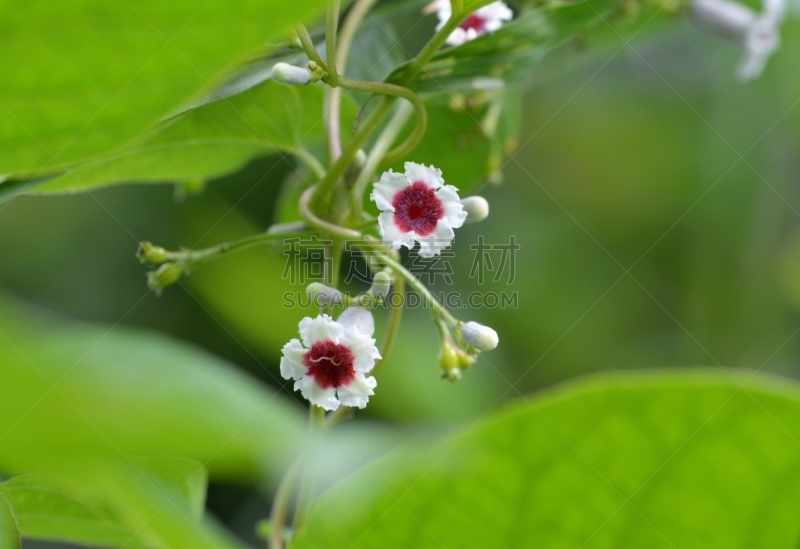 有蔓植物,臭鼬,茜草科,臭,植物,水平画幅,攀缘植物,无人,2015年,野生植物