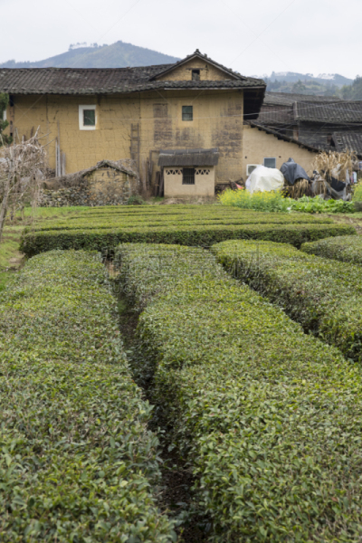 蒂卢,客家族,福建省,中国,永定,垂直画幅,茶树,墙,无人,古老的