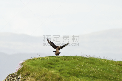 大贼鸥,岬岛,棕色贼鸥,贼鸥,海兰德岛,天空,停泊的,旷野,摩尔人风格,水平画幅