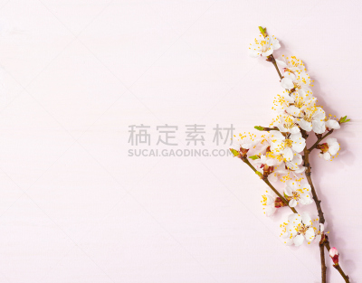 Light pink wooden background with flowering apricot branches.