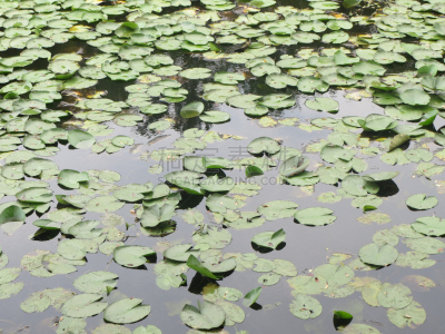 荷花,自然,水,水平画幅,绿色,无人,户外,湖,百合花,植物