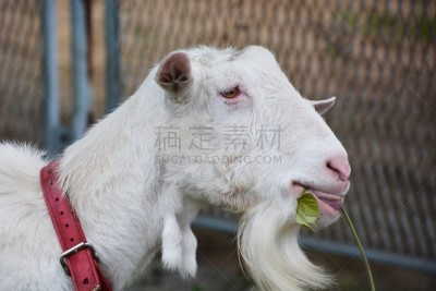 山羊,奶制品,水平画幅,无人,草,开士米绒线,哺乳纲,白色,动机,农业