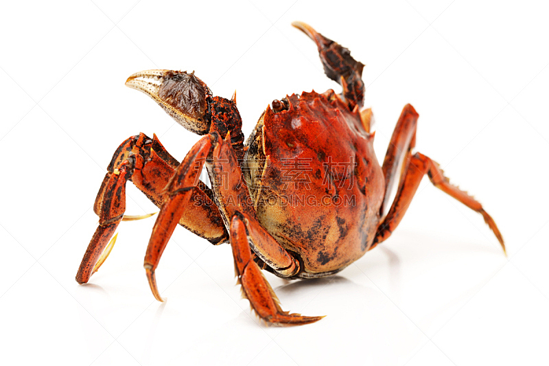 螃蟹,白色背景,分离着色,动物腿,动物肢和翼,甲壳动物,动物身体部位,野生动物,水平画幅,特写