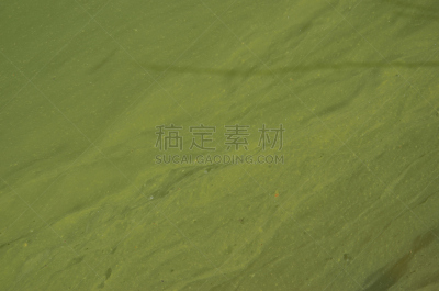 绿色,湖,凌乱,水面,自然,水,式样,水平画幅,无人,藻类