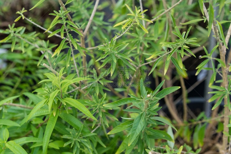 植物,叶子,口香糖,特写,垃圾,芳香的,水平画幅,柠檬草,配方,草