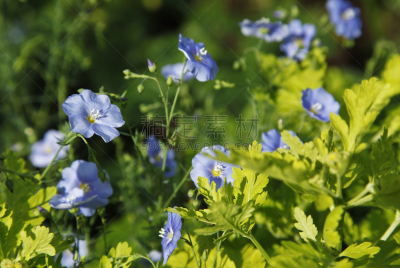 草地,金鸡菊,花朵,蓝色,美,水平画幅,无人,夏天,草,明亮