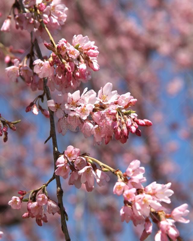 粉色,花朵,垂枝樱花,垂直画幅,美国,樱花,无人,樱桃树,前景聚焦,春天