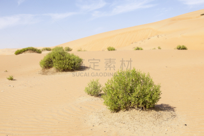 阿布扎比,阿拉伯联合酋长国,沙漠,empty quarter,沙漠绿洲,半岛,阿曼,灌木,波斯湾,沙丘