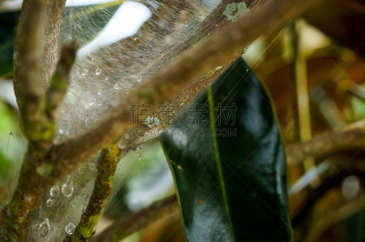 蜘蛛网,雨滴,芳香的,纯净,雨,豆荚,清新,花头,闪亮的,绿色