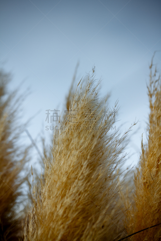 潘帕斯大草原,自然,垂直画幅,无人,蓝色,草,植物,2015年,季节,白昼