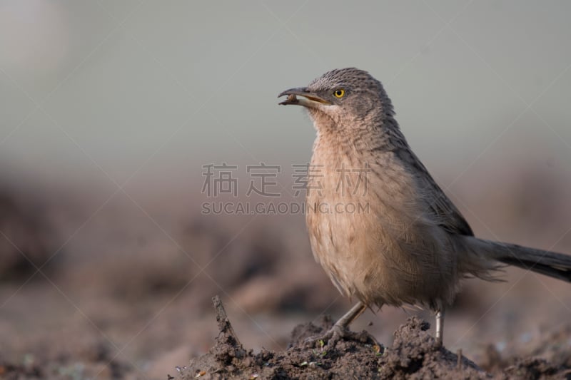 babbler,鹭管鱼,美,褐色,水平画幅,平视角,鸟类,有尾目,早晨,野外动物