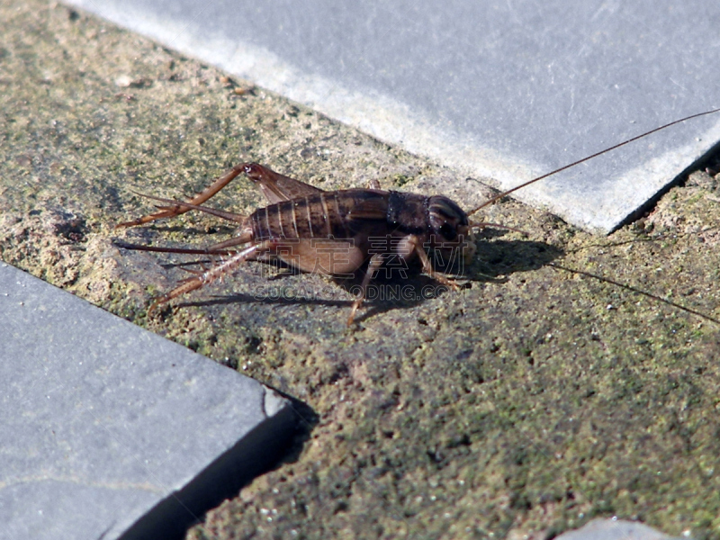 click beetle,水平画幅,无人,巴西,茧,蝉,昆虫,蝴蝶,摄影