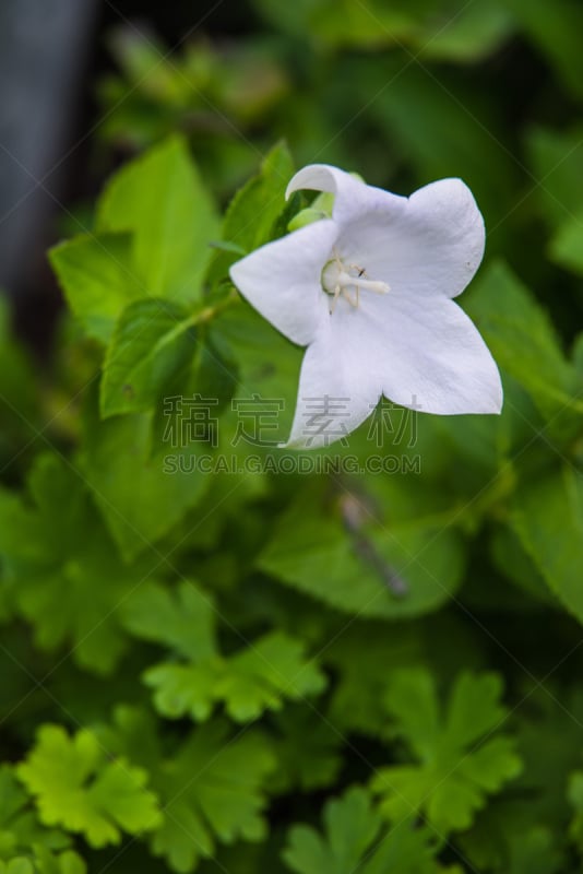 风铃草属,白色,垂直画幅,美,茶树,毛地黄,无人,夏天,干的,饮料