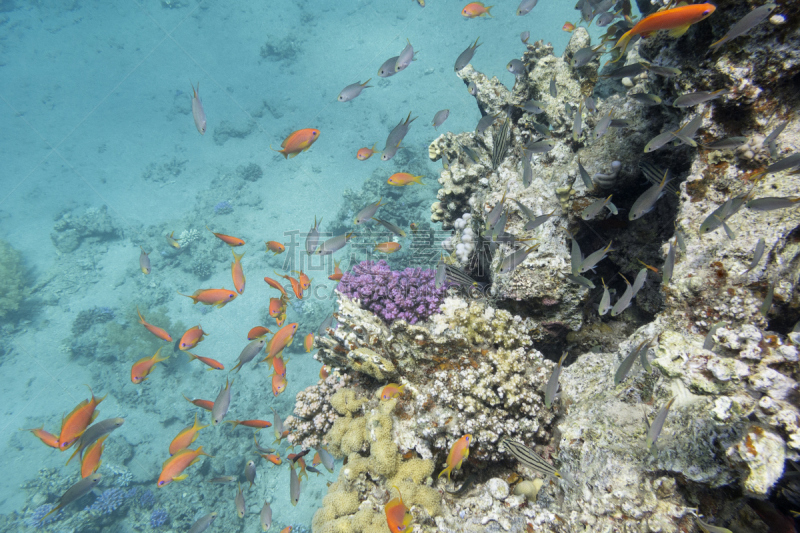 水下,礁石,热带气候,鱼类,海洋,anthias fish,鸡尾酒,水,水平画幅,水肺潜水