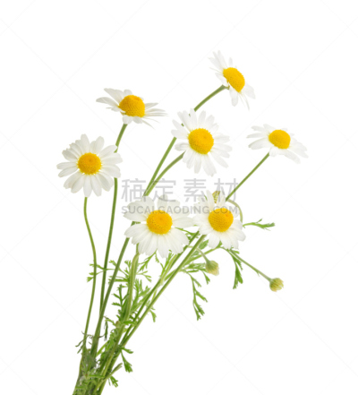 白色背景,阴影,分离着色,茼蒿菊,甘菊,甘菊花,野生植物,雏菊,非洲雏菊,垂直画幅