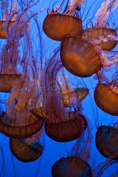 水母,昆虫群,蒙特利海湾水族馆,蒙特利半岛,垂直画幅,水,美国,无人,海洋生命,太平洋