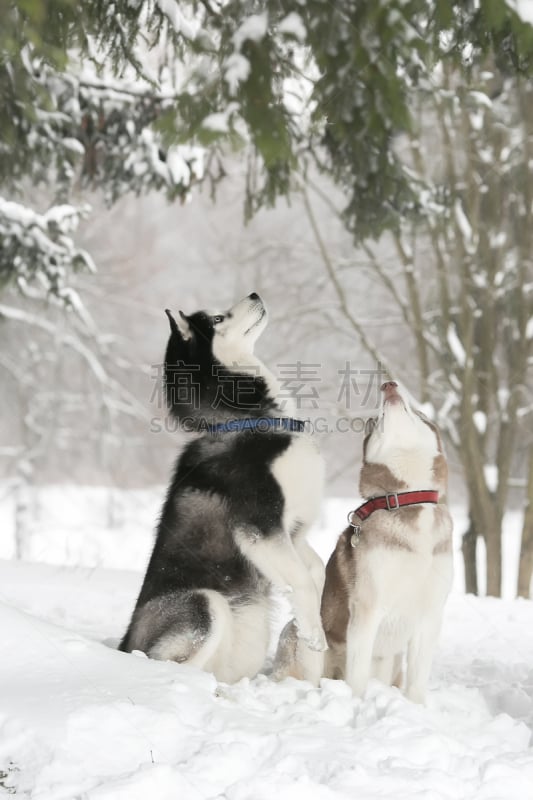 雪,狗,两只动物,计算机信息,雪橇犬,自然,垂直画幅,褐色,纯种犬,可爱的