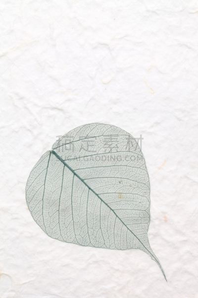 动物骨骼,叶子,绿色,棉纸,和纸,手工纸,垂直画幅,留白,纹理效果,风化的