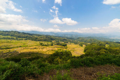 绿色,地形,田地,稻,印度尼西亚,枝繁叶茂,水,天空,古典式,家庭生活