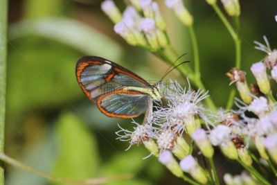 星斑透翅蝶,蝴蝶,透翅蝶蝴蝶,butterfly garden,自然,野生动物,动物发育阶段,水平画幅,生物,动物身体部位