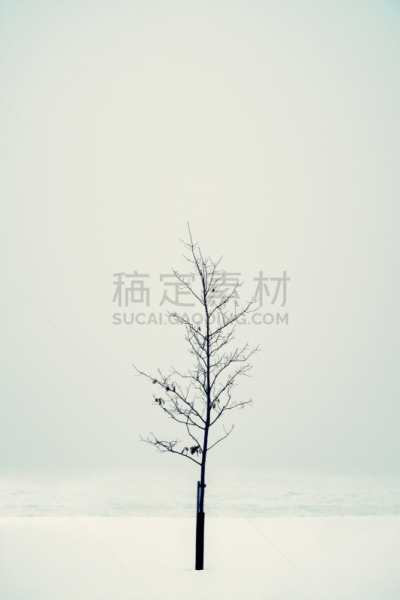 冬天,秃树,垂直画幅,思诺山,寒冷,雪,无人,户外,冰,摄影