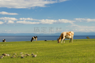 田地,母牛,食草,贝加尔湖,牛乳,牛,晴朗,天空,水平画幅,巨大的