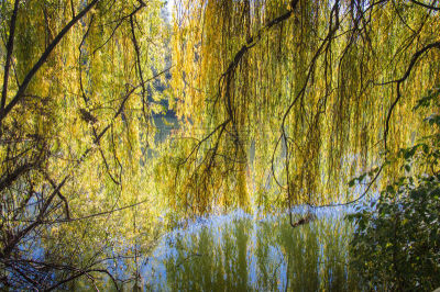 施蒂利亚,奥地利,风景,river mur,秋天,白昼,多色的,叶子,水,水平画幅