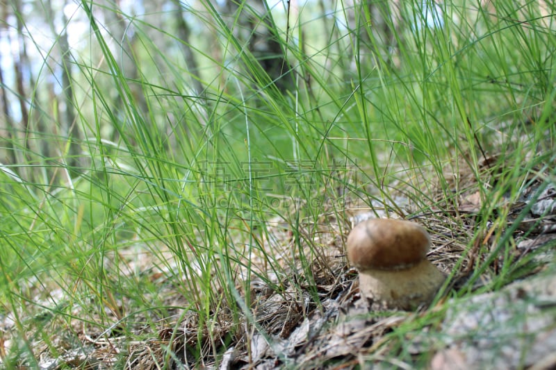 草,小的,自然美,美味牛肝菌,票根,孢子,porcini mushroom,山毛榉树,美,褐色